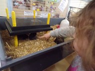 Chick Hatching Experience (1)