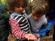 Minibeast Hunt in the Forest