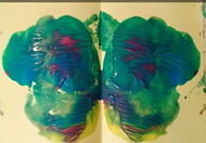 Butterfly painting