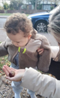 Conker picking