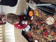 Owl Babies (1)