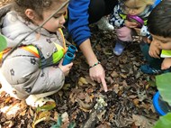 Fungi Hunting