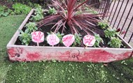 Poppies