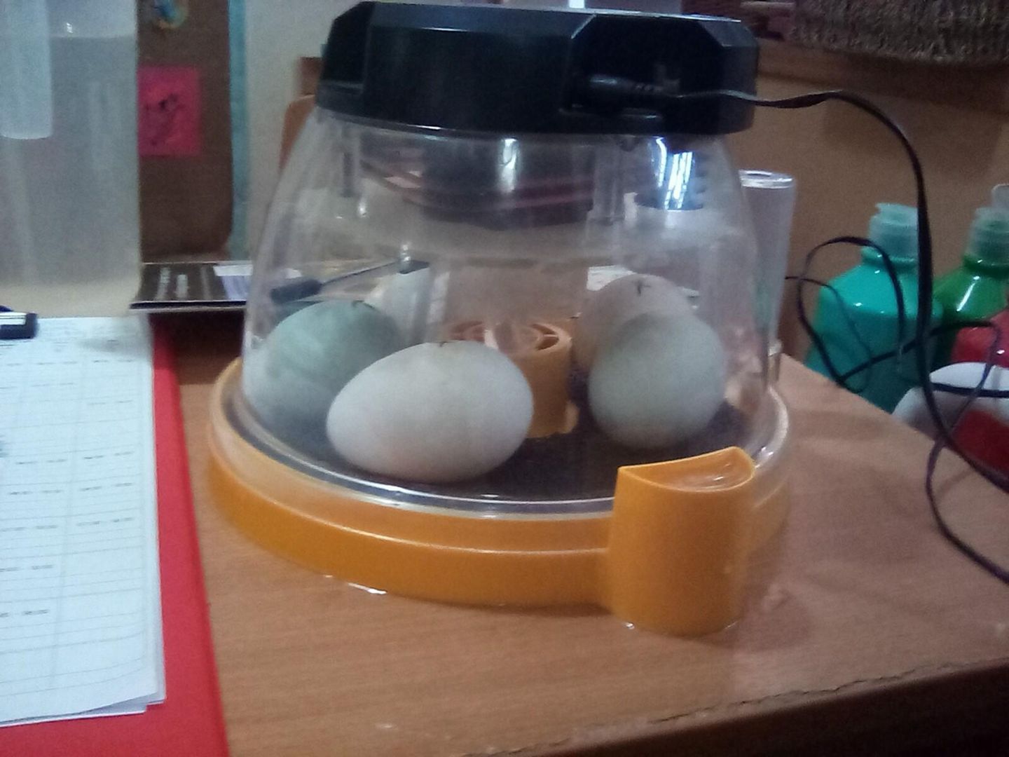 Life Cycle of a Duck (2)