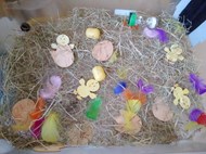 Life cycle of a Chicken