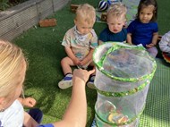 Caterpillars to Butterflies