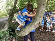 Tree Climbing