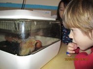 Life cycle of a chicken