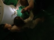 Animal Shadows