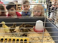 Duck Hatching - Life Cycle of a Duck