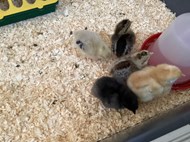 Life Cycle of a Chick (2)