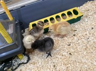 Life Cycle of a Chick (1)