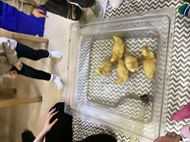 Life Cycle of a Duck (1)