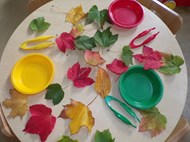 Autumn leaf traffic light sorting