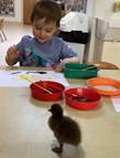 Still Life Duck Painting