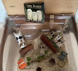 Owl Babies
