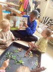 Our Stick Insect