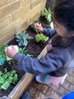 Herb Planting