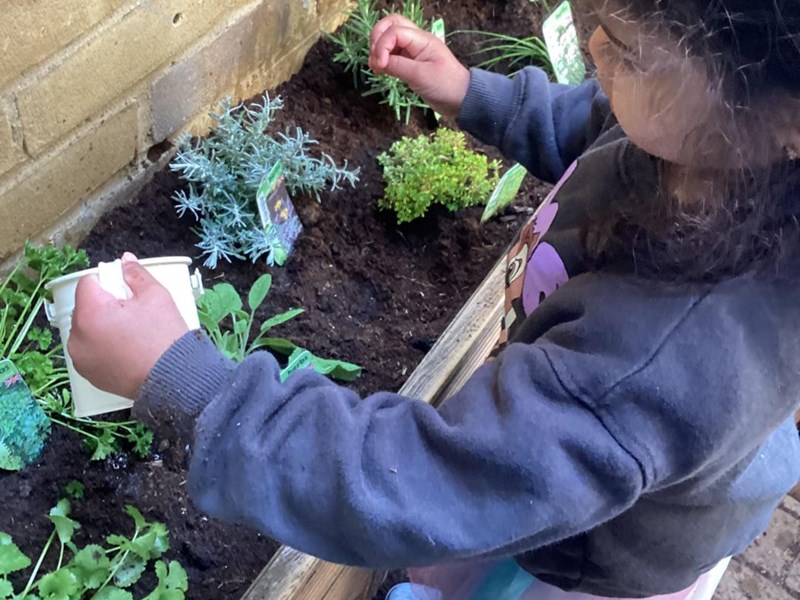 Herb Planting