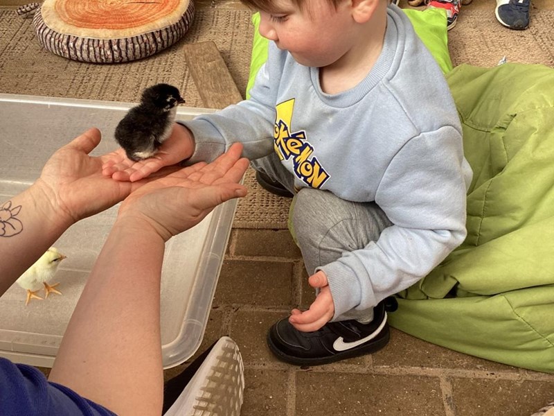 Life Cycle of a Chick (3)