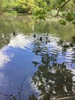 Outing to the duck pond