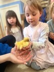 Ducklings Incredible Eggs