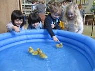 Life cycle of a duck