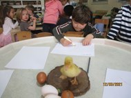 Duck Mark Making