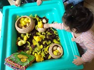 Life cycle of a chicken sensory exploration